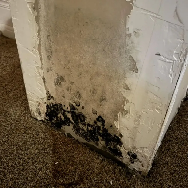 Professional Mold Removal in Nogales, AZ